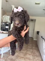 Nutella, a female Goldendoodle and Poodle - Standard  for sale in Houston, TX – 1 of 2