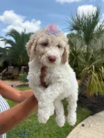 Lily, a female Goldendoodle and Poodle - Standard  for sale in Houston, TX – 3 of 3