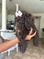 Nutella, a female Goldendoodle and Poodle - Standard  for sale in Houston, TX – 2 of 2