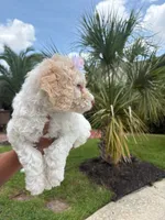 Lily, a female Goldendoodle and Poodle - Standard  for sale in Houston, TX – 2 of 3