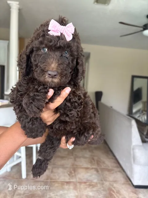 Truffles – Goldendoodle, Poodle - Standard  puppy for sale in Houston, TX
