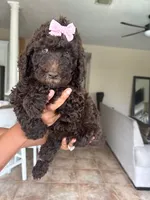 Truffles, a female Goldendoodle and Poodle - Standard  for sale in Houston, TX – 1 of 2