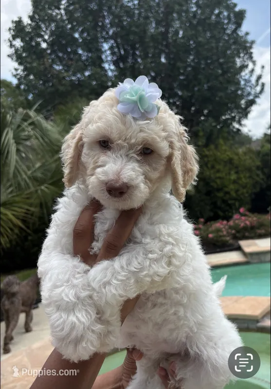 Lilac – Goldendoodle, Poodle - Standard  puppy for sale in Houston, TX