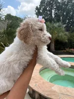 Latte, a female Goldendoodle and Poodle - Standard  for sale in Houston, TX – 3 of 4