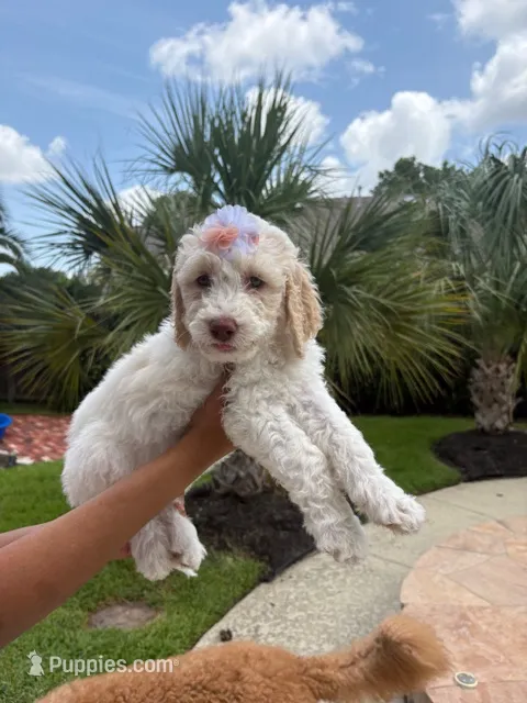 Latte – Goldendoodle, Poodle - Standard  puppy for sale in Houston, TX