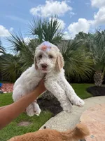 Latte, a female Goldendoodle and Poodle - Standard  for sale in Houston, TX – 1 of 4