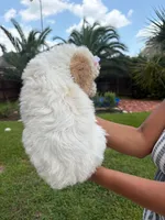 Latte, a female Goldendoodle and Poodle - Standard  for sale in Houston, TX – 2 of 4