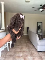 Truffles, a female Goldendoodle and Poodle - Standard  for sale in Houston, TX – 2 of 2