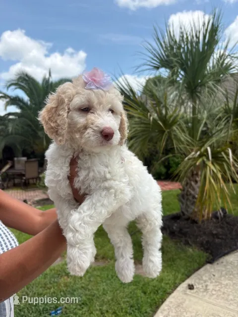 Lily – Goldendoodle, Poodle - Standard  puppy for sale in Houston, TX