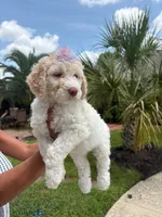 Lily, a female Goldendoodle and Poodle - Standard  for sale in Houston, TX – 1 of 3