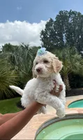 Lilac, a female Goldendoodle and Poodle - Standard  for sale in Houston, TX – 3 of 3
