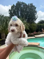 Lilac, a female Goldendoodle and Poodle - Standard  for sale in Houston, TX – 2 of 3