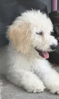 Marshmallow , a male Goldendoodle for sale in Houston, TX – 3 of 3