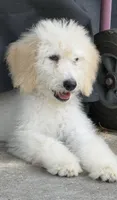 Marshmallow , a male Goldendoodle for sale in Houston, TX – 2 of 3