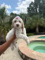 Latte, a female Goldendoodle and Poodle - Standard  for sale in Houston, TX – 4 of 4