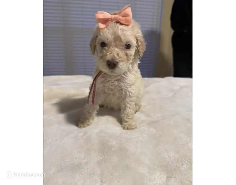 Snowball  – Goldendoodle puppy for sale in Houston, TX