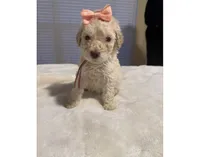 Snowball , a female Goldendoodle for sale in Houston, TX – 1 of 2
