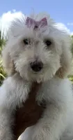 Snowball , a female Goldendoodle for sale in Houston, TX – 2 of 2