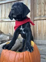 Red Collar, a female Cane Corso for sale in Grand Junction, CO – 7 of 10