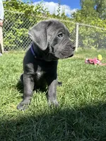 Purple Collar, a female Cane Corso for sale in Grand Junction, CO – 9 of 10
