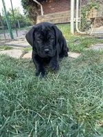 Orange Collar , a female Cane Corso for sale in Grand Junction, CO – 9 of 10