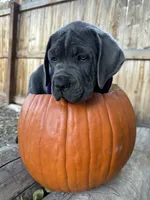 Purple Collar, a female Cane Corso for sale in Grand Junction, CO – 3 of 10