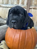 Blue Collar, a male Cane Corso for sale in Grand Junction, CO – 3 of 10