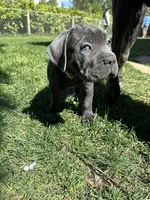 Yellow Collar, a female Cane Corso for sale in Grand Junction, CO – 7 of 10