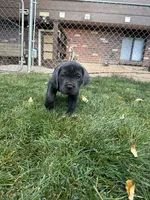 Yellow Collar, a female Cane Corso for sale in Grand Junction, CO – 10 of 10