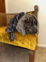 Yellow Collar, a female Cane Corso for sale in Grand Junction, CO – 9 of 10