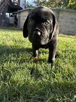 Orange Collar , a female Cane Corso for sale in Grand Junction, CO – 6 of 10