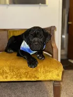 Green Collar, a female Cane Corso for sale in Grand Junction, CO – 10 of 10