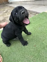 Green Collar, a female Cane Corso for sale in Grand Junction, CO – 2 of 10