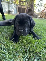 Blue Collar, a male Cane Corso for sale in Grand Junction, CO – 6 of 10