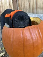 Orange Collar , a female Cane Corso for sale in Grand Junction, CO – 8 of 10