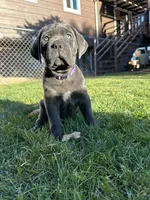 Purple Collar, a female Cane Corso for sale in Grand Junction, CO – 6 of 10