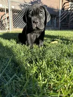 Blue Collar, a male Cane Corso for sale in Grand Junction, CO – 7 of 10