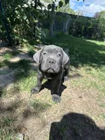 Yellow Collar, a female Cane Corso for sale in Grand Junction, CO – 6 of 10