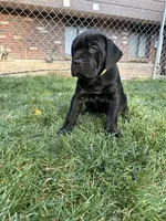 Green Collar, a female Cane Corso for sale in Grand Junction, CO – 7 of 10