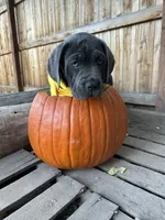 Yellow Collar, a female Cane Corso for sale in Grand Junction, CO – 4 of 10