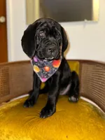 Red Collar, a female Cane Corso for sale in Grand Junction, CO – 1 of 10