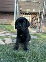 Orange Collar , a female Cane Corso for sale in Grand Junction, CO – 2 of 10