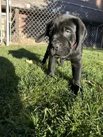 Red Collar, a female Cane Corso for sale in Grand Junction, CO – 10 of 10
