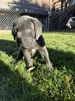 Purple Collar, a female Cane Corso for sale in Grand Junction, CO – 2 of 10