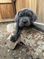 Purple Collar, a female Cane Corso for sale in Grand Junction, CO – 5 of 10