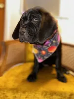 Red Collar, a female Cane Corso for sale in Grand Junction, CO – 6 of 10