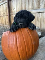 Green Collar, a female Cane Corso for sale in Grand Junction, CO – 6 of 10