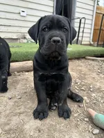Green Collar, a female Cane Corso for sale in Grand Junction, CO – 3 of 10