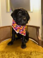 Orange Collar , a female Cane Corso for sale in Grand Junction, CO – 10 of 10
