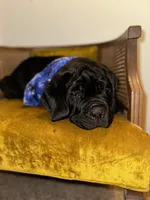 Blue Collar, a male Cane Corso for sale in Grand Junction, CO – 9 of 10